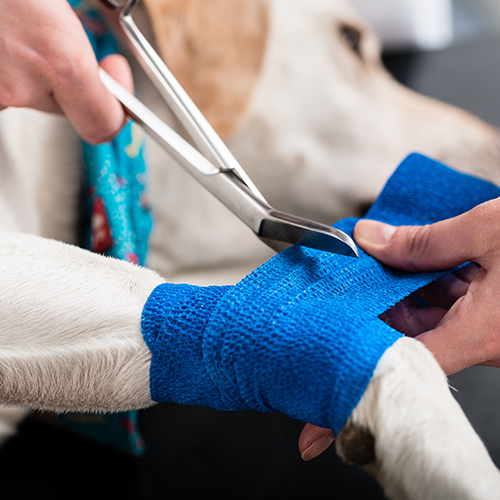 Surgery & Consumables