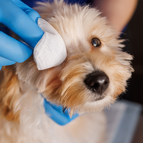 Infection Control & PPE